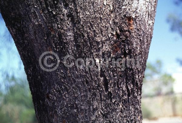 Yellow blooms; White blooms; Evergreen; Broadleaf