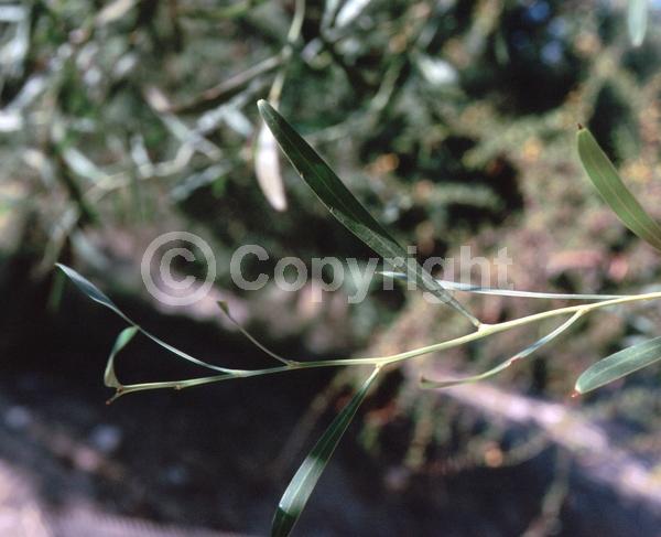 Yellow blooms; Evergreen; Broadleaf