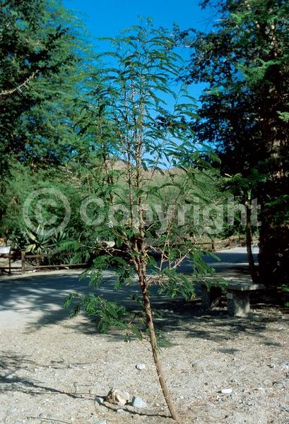 Evergreen; Broadleaf