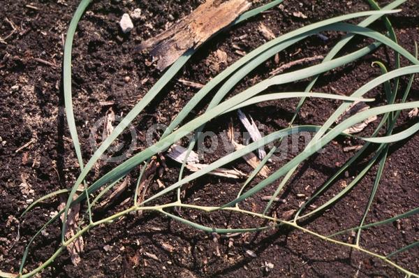 Yellow blooms; White blooms; Semi-evergreen