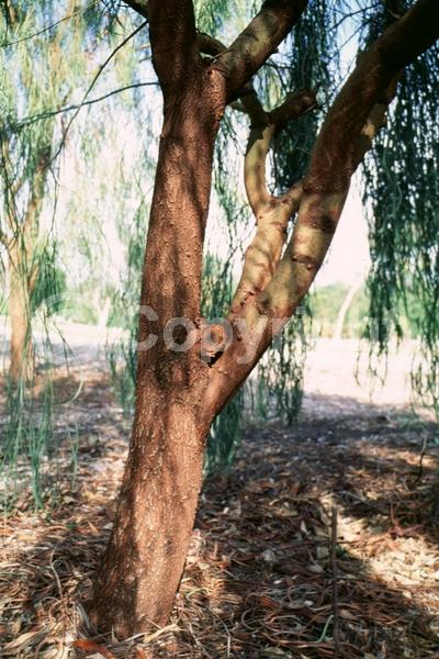 Yellow blooms; White blooms; Semi-evergreen