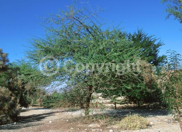 Evergreen; Broadleaf