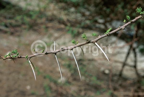 Evergreen; Broadleaf