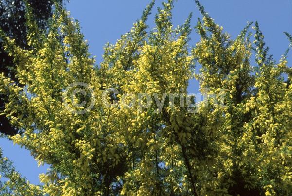 Yellow blooms; Evergreen