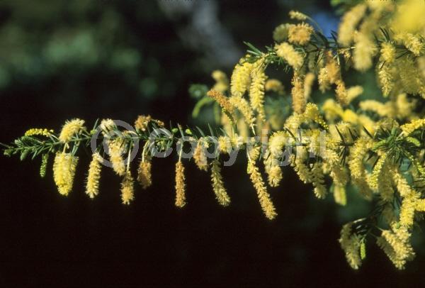 Yellow blooms; Evergreen