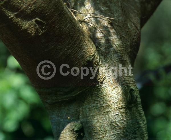 Yellow blooms; Evergreen