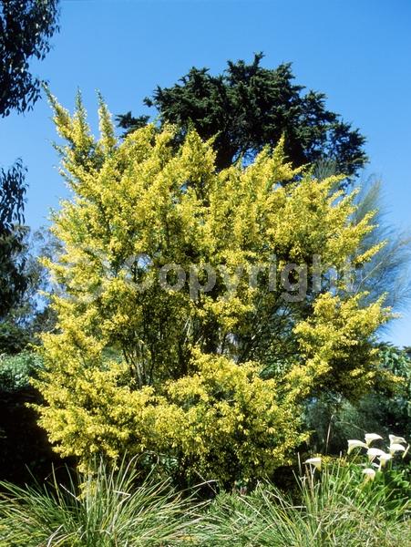 Yellow blooms; Evergreen
