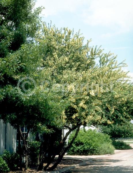 White blooms; Evergreen; Broadleaf; North American Native
