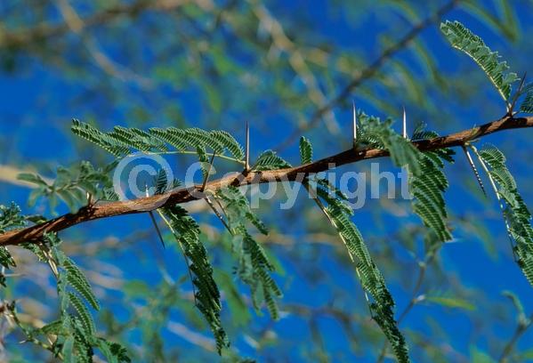 Yellow blooms; Evergreen; Semi-evergreen; Broadleaf