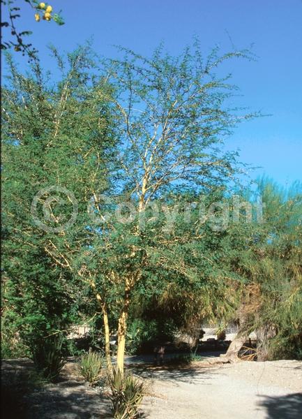 Yellow blooms; Evergreen; Semi-evergreen; Broadleaf