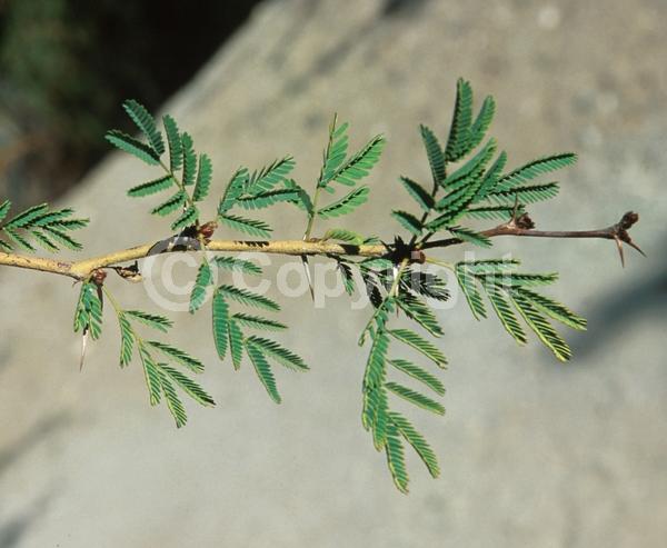 Yellow blooms; Evergreen; Semi-evergreen; Broadleaf