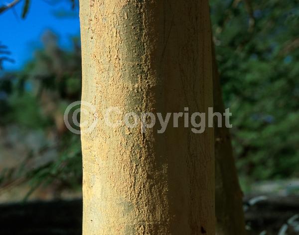 Yellow blooms; Evergreen; Semi-evergreen; Broadleaf