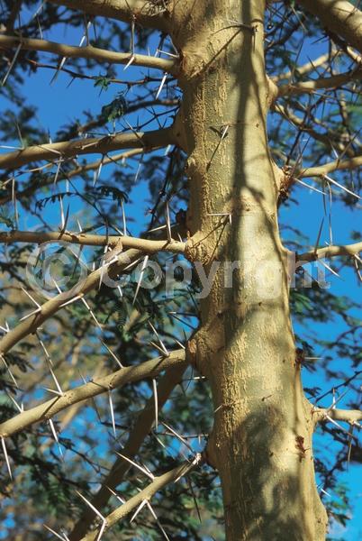 Yellow blooms; Evergreen; Semi-evergreen; Broadleaf