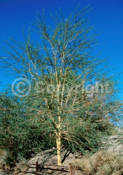 Yellow blooms; Evergreen; Semi-evergreen; Broadleaf