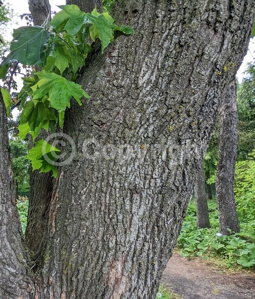 Green blooms; Deciduous; Broadleaf