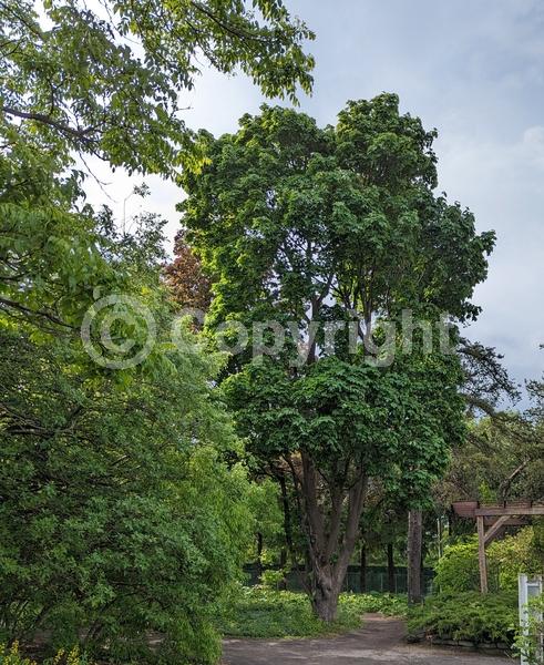 Green blooms; Deciduous; Broadleaf