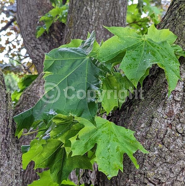 Green blooms; Deciduous; Broadleaf