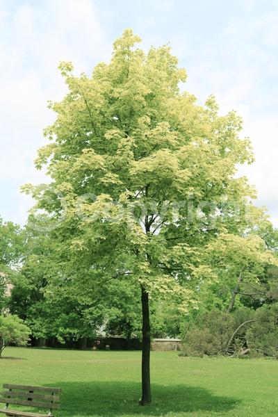 Green blooms; Deciduous; Broadleaf