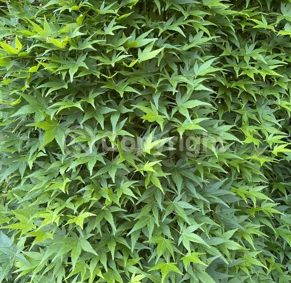 Red blooms; Deciduous