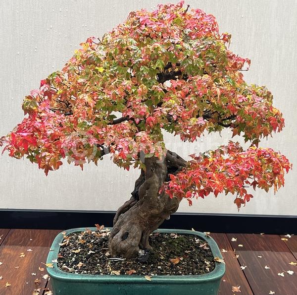 Yellow blooms; Deciduous; Broadleaf