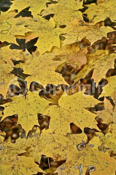 Green blooms; Deciduous; Broadleaf; North American Native