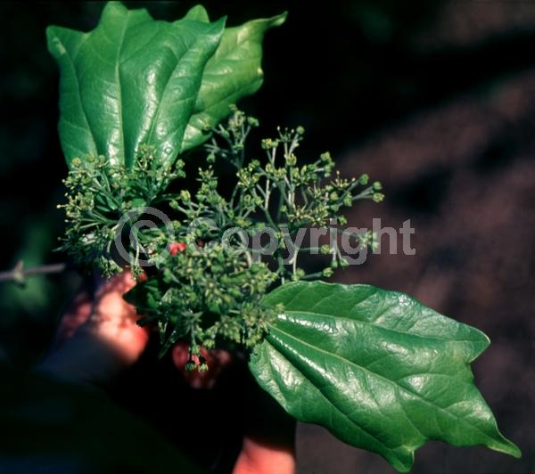 Yellow blooms; Deciduous; Broadleaf