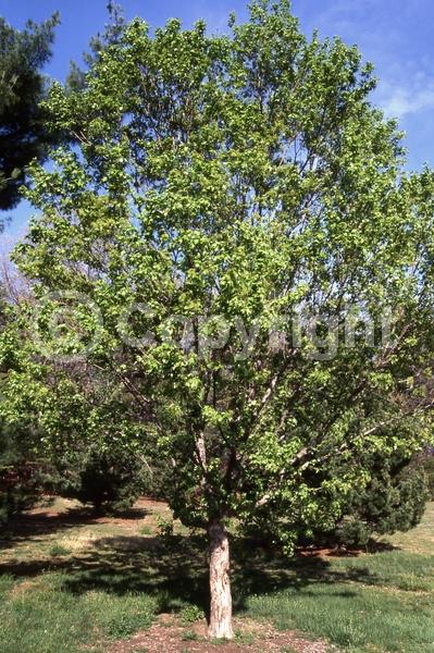 Yellow blooms; Deciduous; Broadleaf