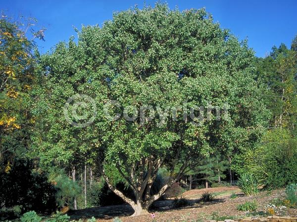 Yellow blooms; Deciduous; Broadleaf