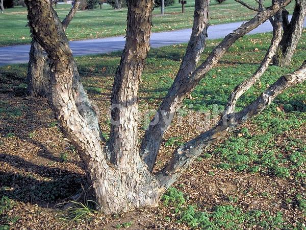 Yellow blooms; Deciduous; Broadleaf