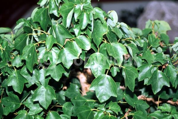 Yellow blooms; Deciduous; Broadleaf