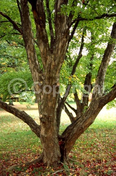 Yellow blooms; Deciduous; Broadleaf