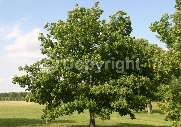 Green blooms; Deciduous; Broadleaf