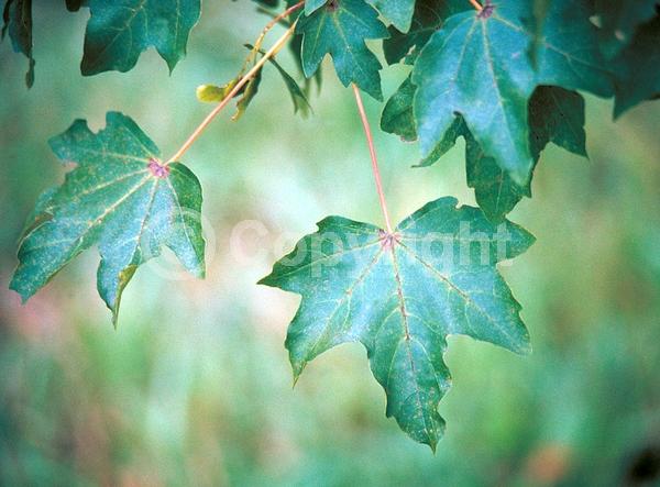Green blooms; Deciduous; Broadleaf