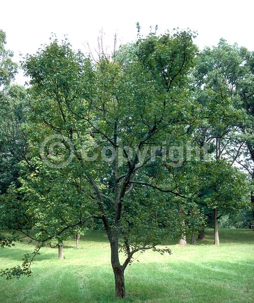 Green blooms; Deciduous; Broadleaf