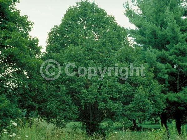 Green blooms; Deciduous; Broadleaf; 