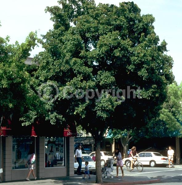 Green blooms; Deciduous; Broadleaf; 