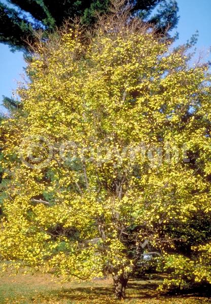 Green blooms; Deciduous; Broadleaf