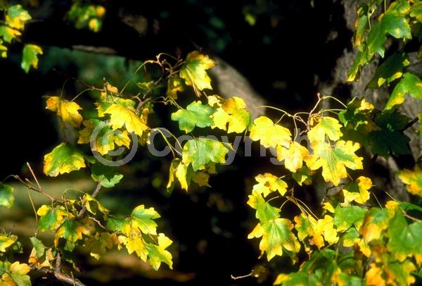 Green blooms; Deciduous; Broadleaf