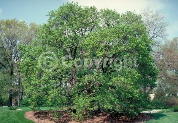 Green blooms; Deciduous; Broadleaf; 