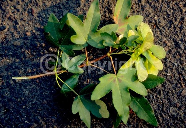 Green blooms; Deciduous; Broadleaf; 