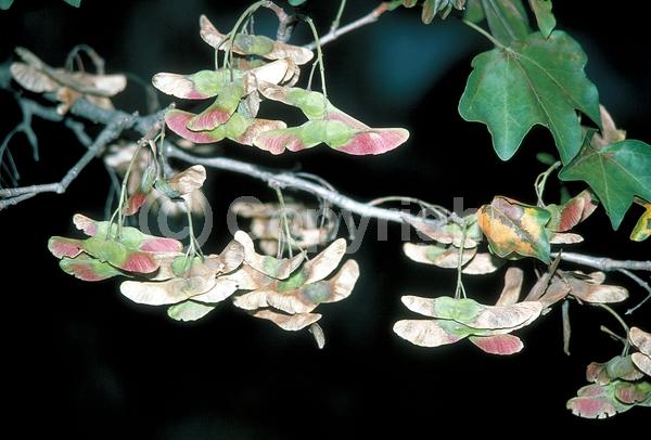 Green blooms; Deciduous; Broadleaf; 