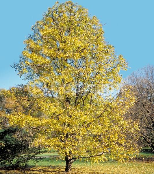 Green blooms; Deciduous; Broadleaf; 