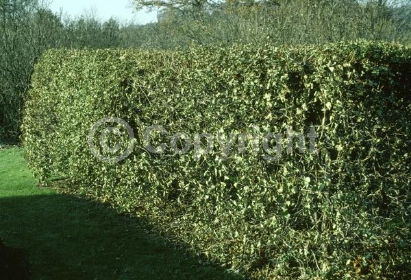 Green blooms; Deciduous; Broadleaf; 