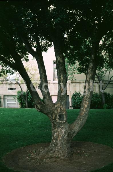 Green blooms; Deciduous; Broadleaf; 