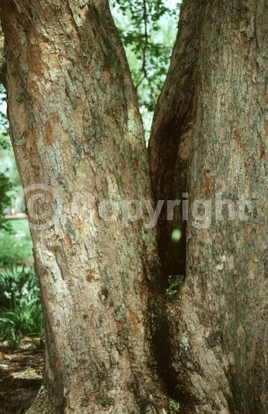 Green blooms; Deciduous; Broadleaf; 