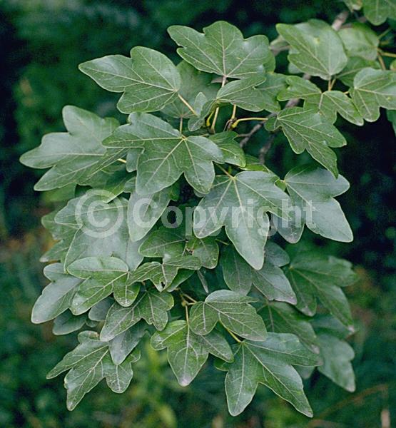 Green blooms; Deciduous; Broadleaf; 
