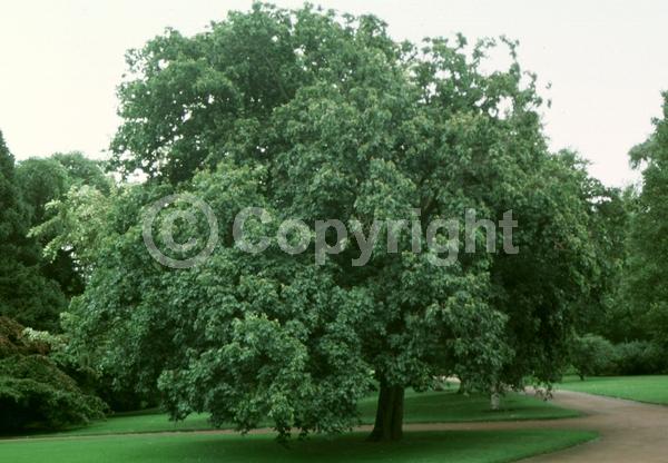 Green blooms; Deciduous; Broadleaf