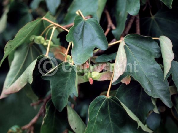 Green blooms; Deciduous; Broadleaf
