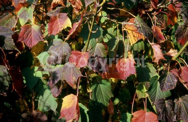 White blooms; Green blooms; Deciduous; Broadleaf