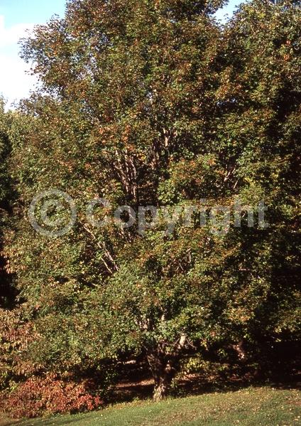 Green blooms; Deciduous; Broadleaf